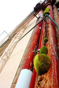 Low angle view of plants