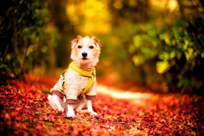 Portrait of a dog