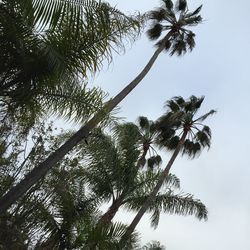 Low angle view of tree