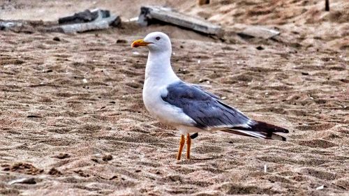 Close-up of seagull perching on sand at beach