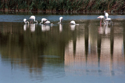 Swans swimming in lake