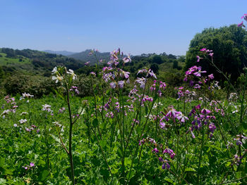 Close-up of pink flowering plants against sky