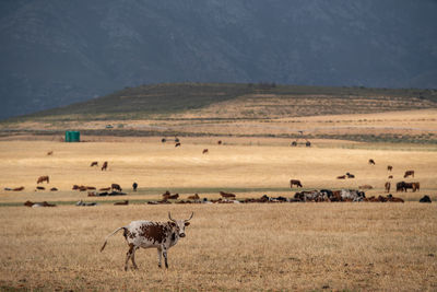 A view of farmland near bonnievale in south africa 
