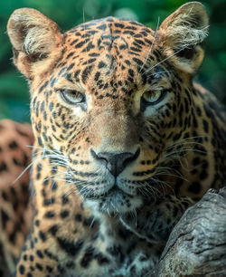 Close-up of tiger