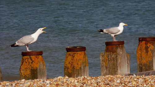 Birds perching on wooden post over sea