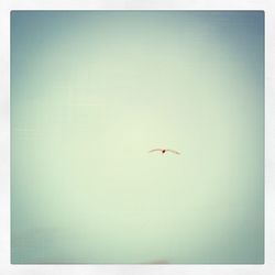 Bird flying over white background