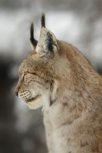 Close-up of lynx looking away