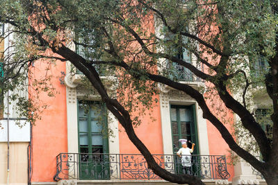 Tree by building in city