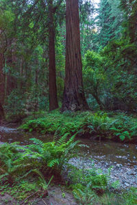 Trees growing in forest