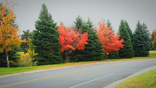 Red road by trees against sky