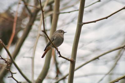 Close-up of bird perching on branch