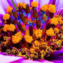 Close-up of purple flower