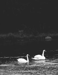 Swan swimming in lake