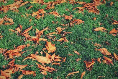 High angle view of autumn leaves on field