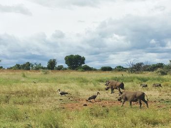 Flock of sheep grazing on field against sky