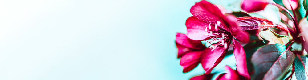 Close-up of pink rose flower against white background