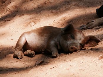 Close-up of sheep sleeping