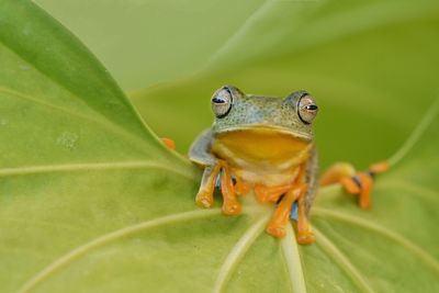 Close-up of frog on leaf