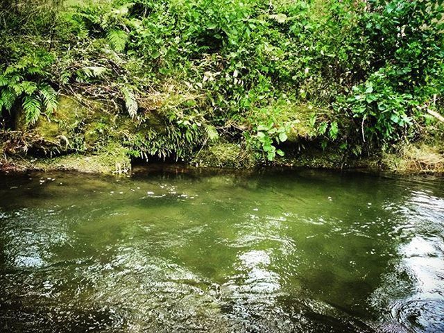 water, tree, waterfront, tranquility, nature, reflection, beauty in nature, lake, forest, river, tranquil scene, rippled, scenics, growth, green color, branch, day, outdoors, idyllic, no people