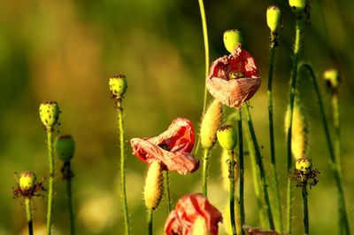 Close-up of red flower buds growing on plant