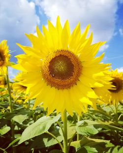 Close-up of fresh sunflower blooming in field against sky