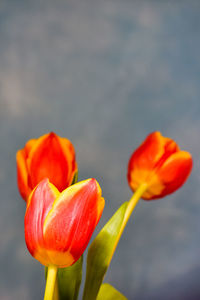 Bouquet of orange tulips flowers on blue background with copy space.
