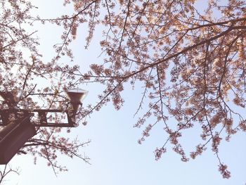 Low angle view of tree against sky