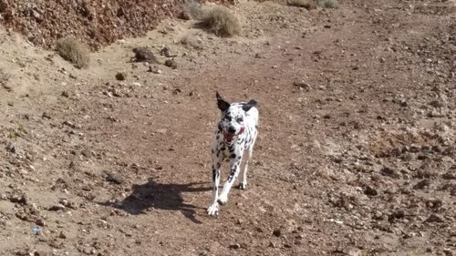 Dog on field