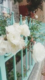 Close-up of white flowers