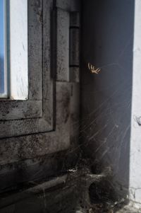 Close-up of insect on window