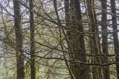 Low angle view of pine trees in forest