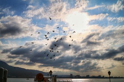 Low angle view of birds flying against sky