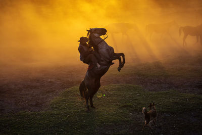 Horse running on field against sky during sunset
