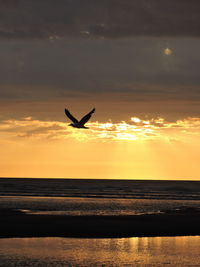 Bird flying over shore against cloudy sky during sunset
