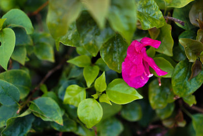 Close-up of pink flowering plant leaves