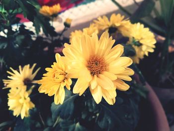 Close-up of yellow flowering plant