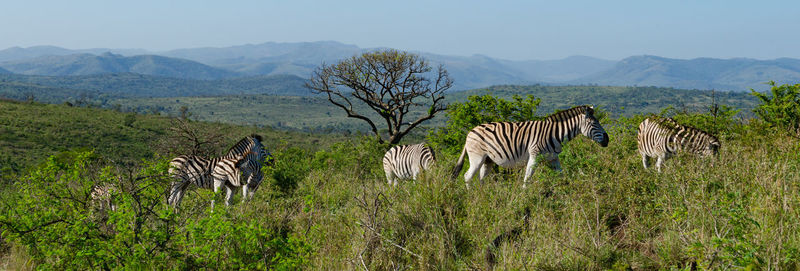 Wildlife scenery in africa