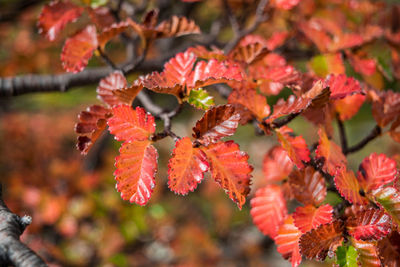 Close-up of autumnal leaves on tree