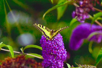 Close-up of butterfly pollinating on purple flower