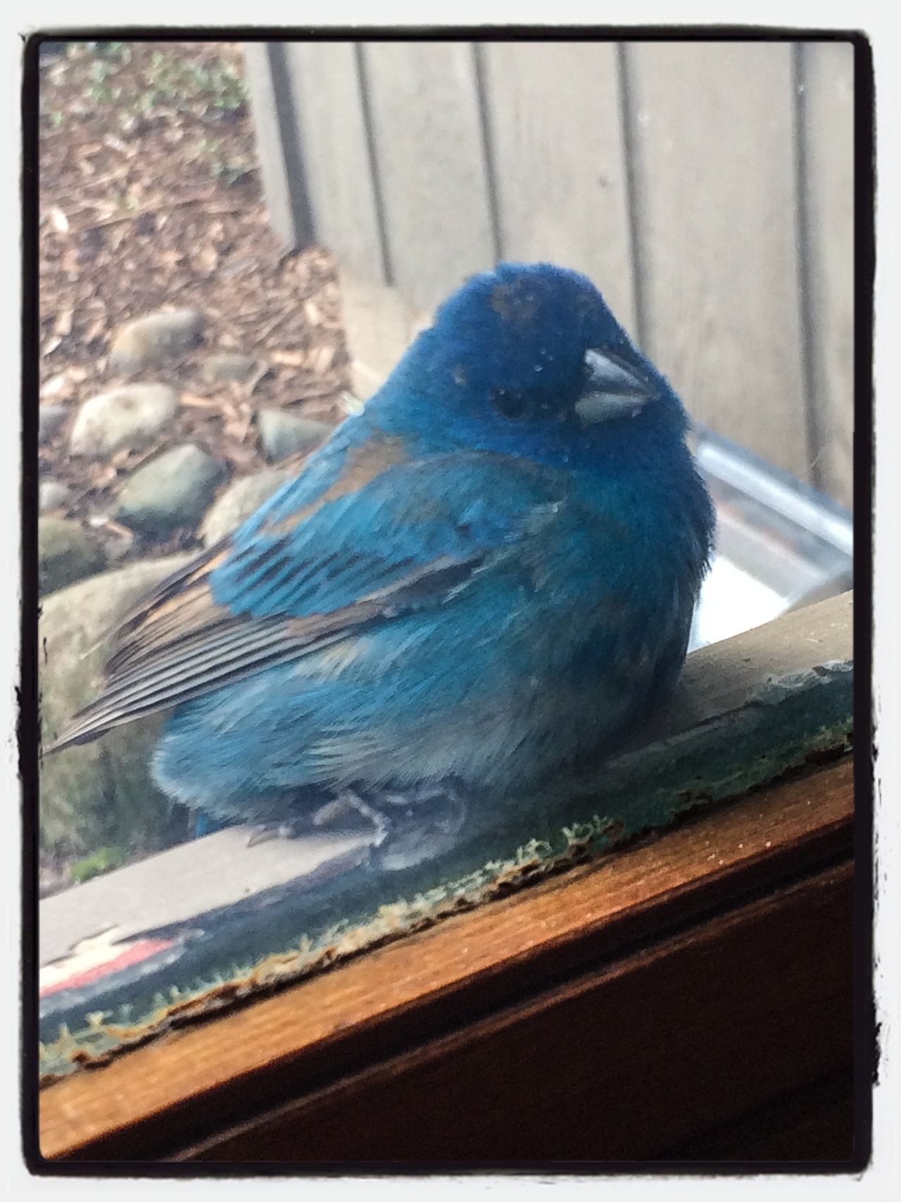 Indigo Bunting