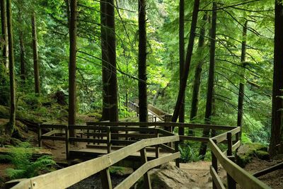 Trees in forest