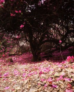 Close-up of fresh pink flower tree