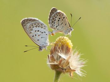 Close-up of butterfly perching on flower