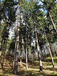 Low angle view of trees in forest