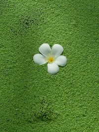 High angle view of white flowering plant on field