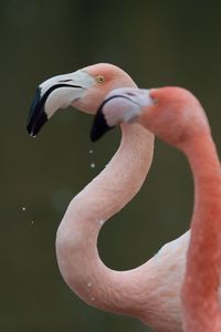Close-up of two flamingos 