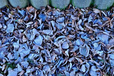 Full frame shot of leaf