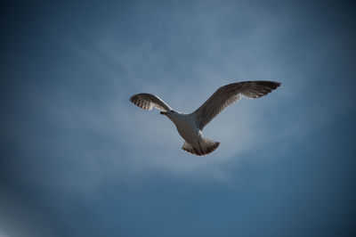 Low angle view of eagle flying against sky