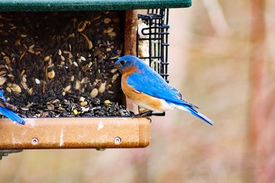 Close-up of bird perching on railing