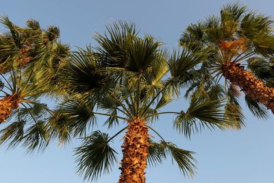 Low angle view of palm tree against blue sky